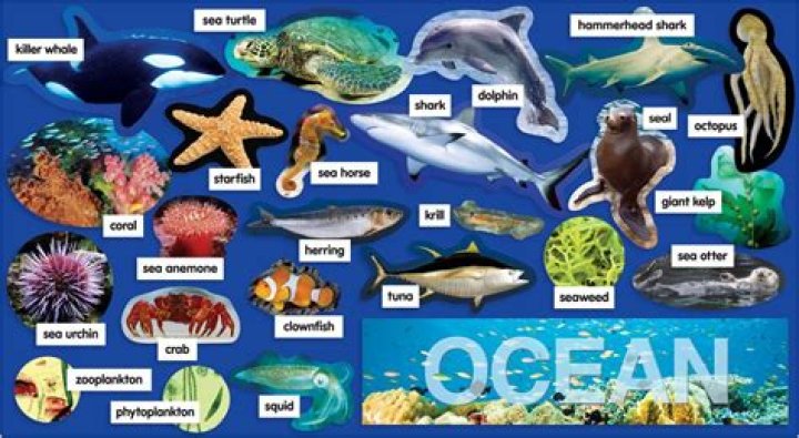 What animals and plants live in the ocean?