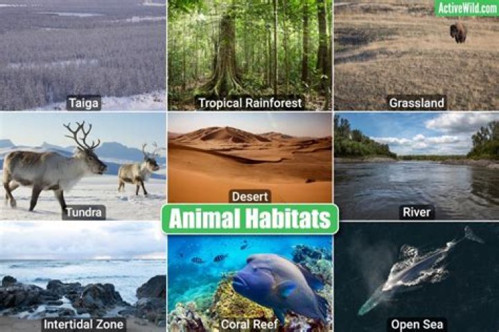 What are 4 different habitats?