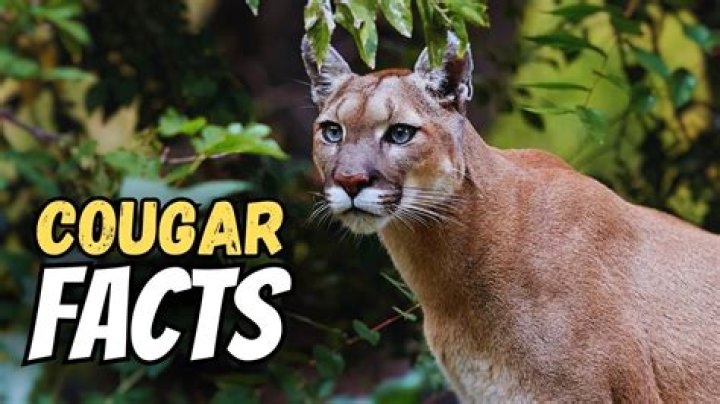 What are 5 facts about cougars?