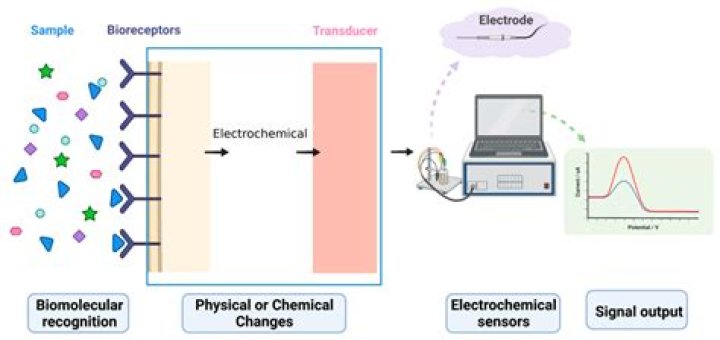 What are electrochemical immunosensor?