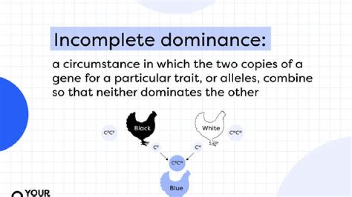 What are human traits that show incomplete dominance?