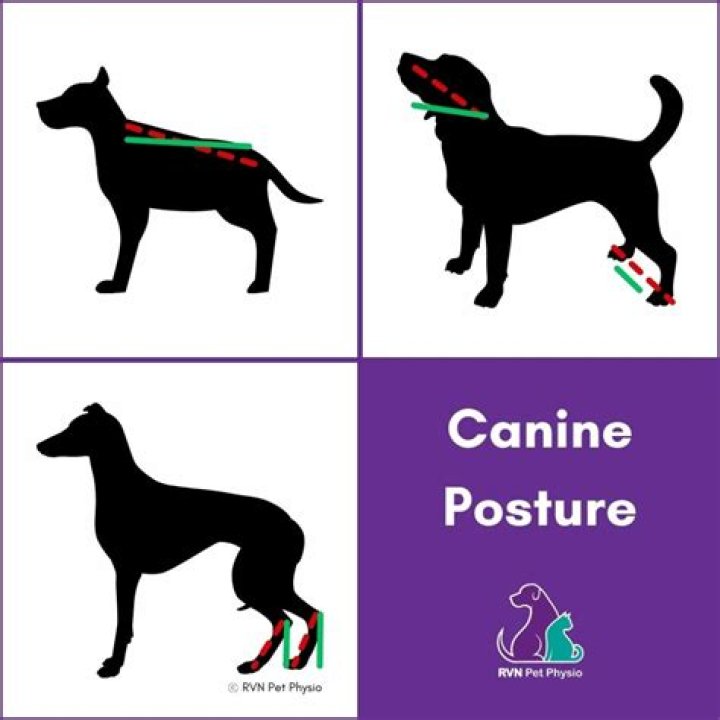 What are postural reactions in dogs?