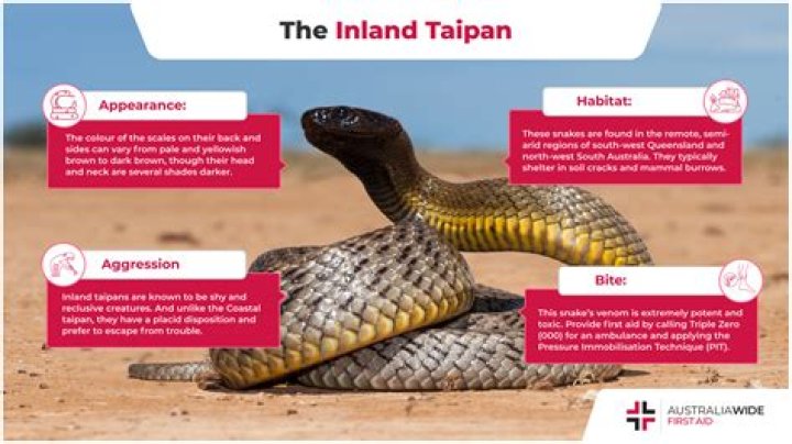 What are some fun facts about the inland taipan?