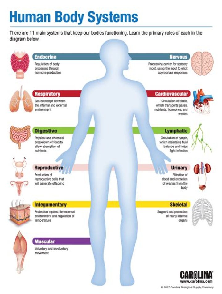 What are the 11 basic body systems?