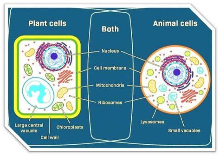 What are the 12 parts found in both plant and animal cells?