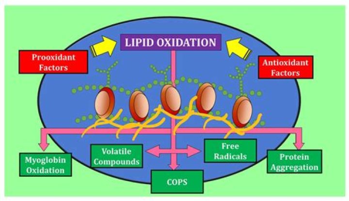 What are the effect of lipid oxidation in food?