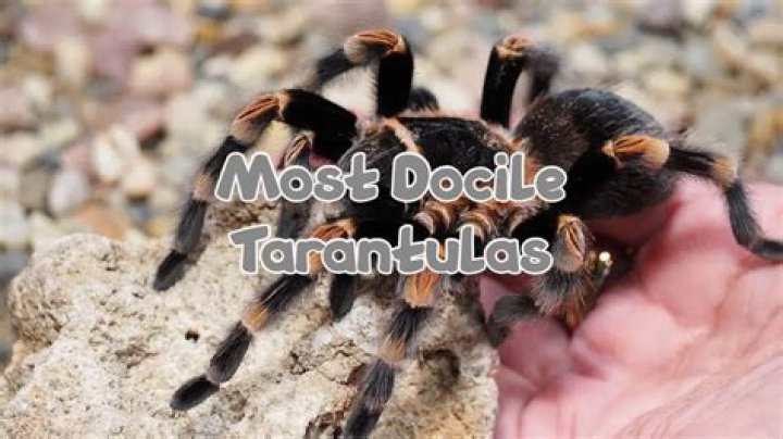 What are the most docile tarantulas?