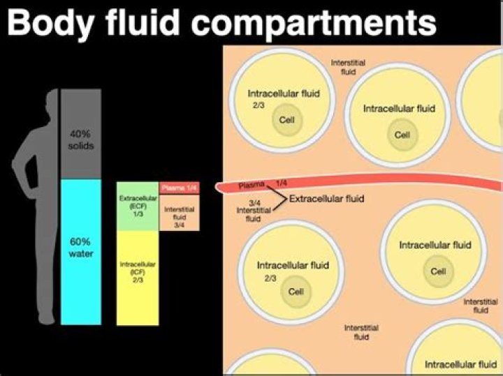 What are the three major compartments of extracellular fluid?