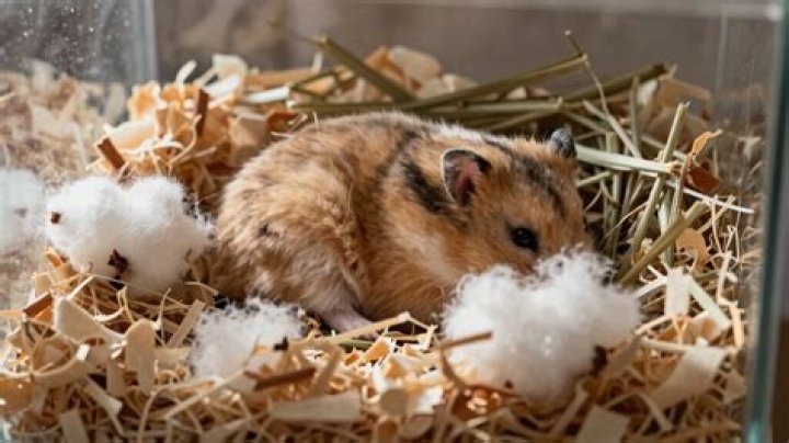 What bedding is best for hamsters?