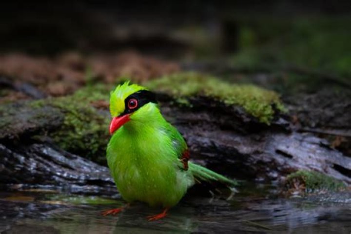 What bird is green with red beak?