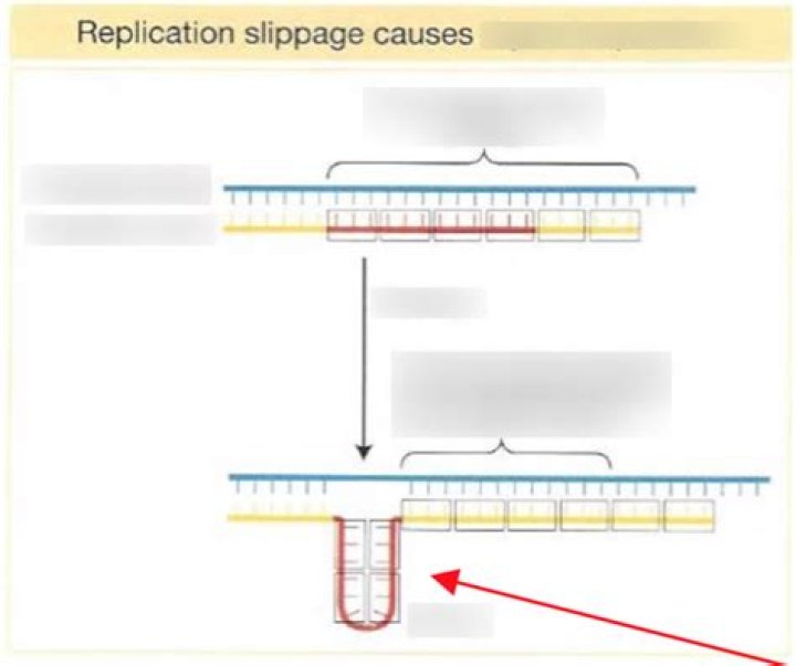 What causes Replication slippage?