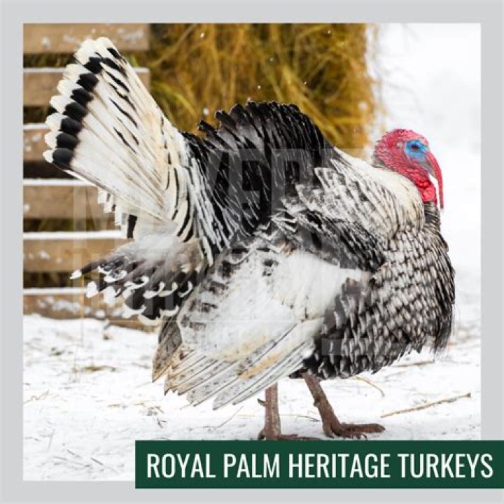 What do you feed Royal Palm turkeys?