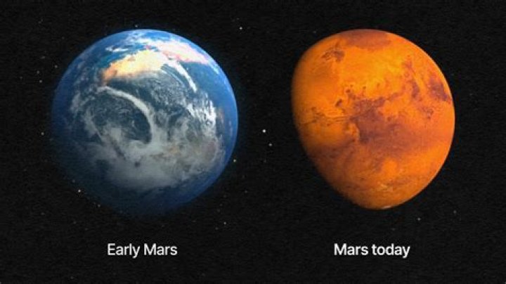 What does a Mars Coat King do?