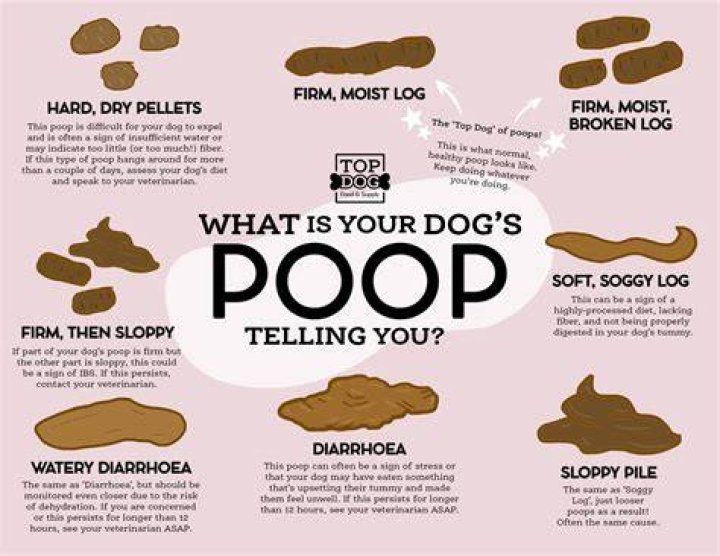 What does it mean to have a Bulldog personality?