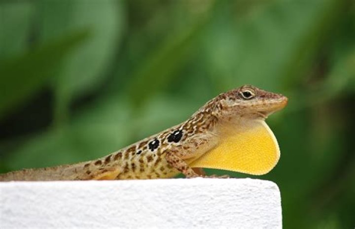 What does Penitus Oculatus mean?