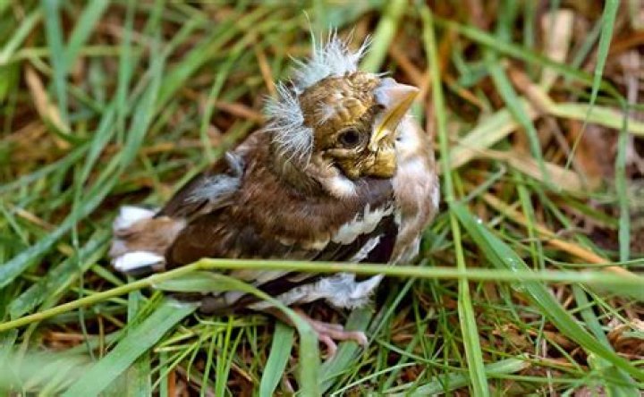 What eats fledgling chaffinch?