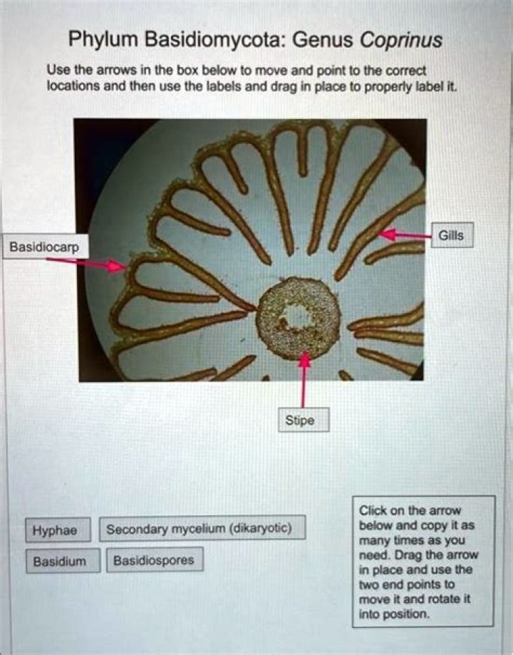 What is an example of a basidiocarp?