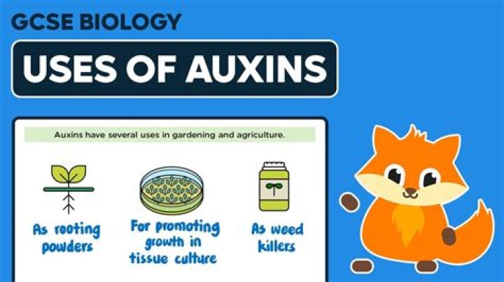 What is auxin GCSE biology?