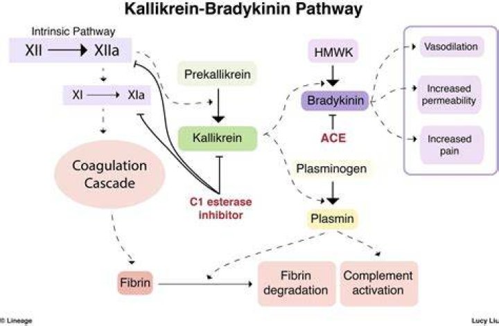 What is bradykinin activated by?