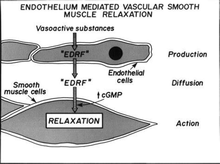 What is endothelium-dependent relaxing factor?