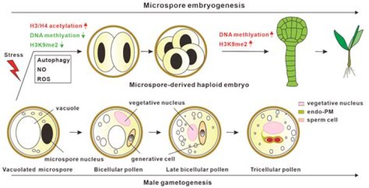 What is Gynogenesis in plants?