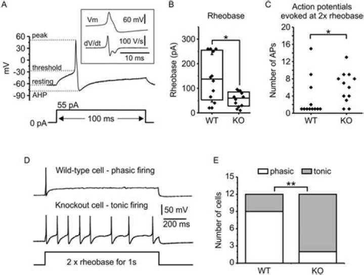 What is rheobase electrophysiology?