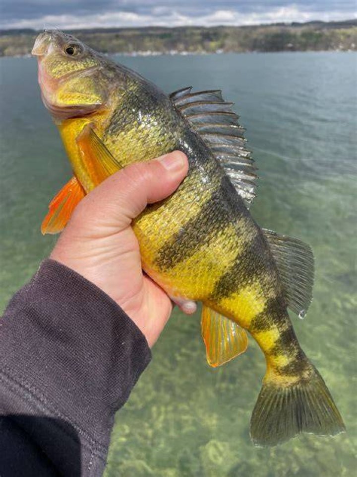 What is the best place to catch perch?