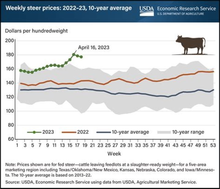 What is the cattle market prices today?