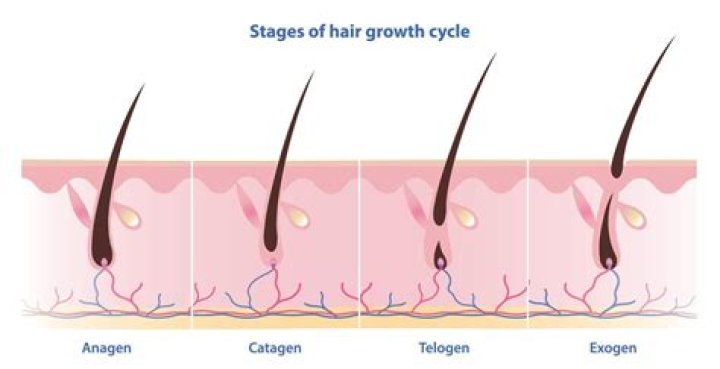 What is the definition of anagen phase?