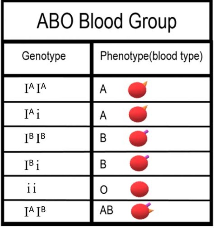 What is the genotype for type A blood?