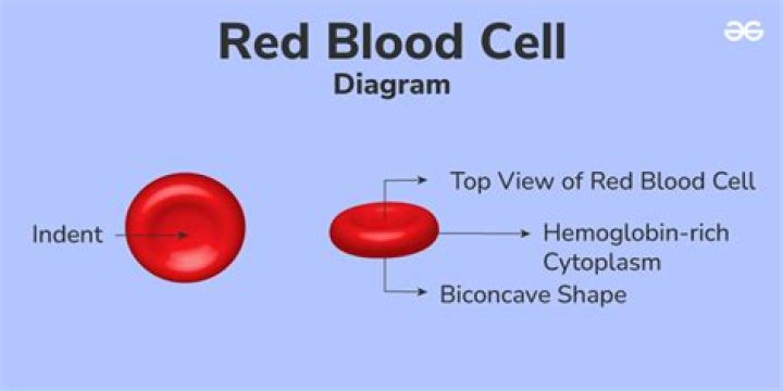 What is the path of a red blood cell through the body?