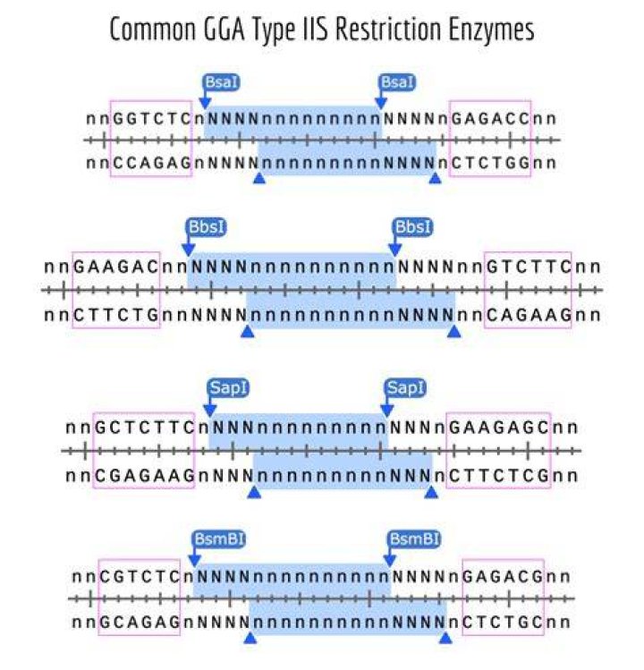 What makes Type IIS restriction endonucleases especially useful for Golden Gate Assembly?
