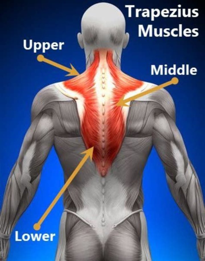 What muscles work with the trapezius?