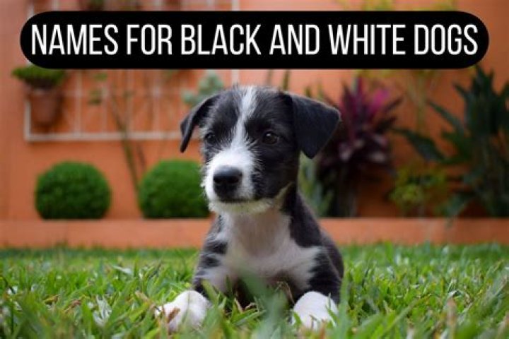 What should I name my mischievous puppy?