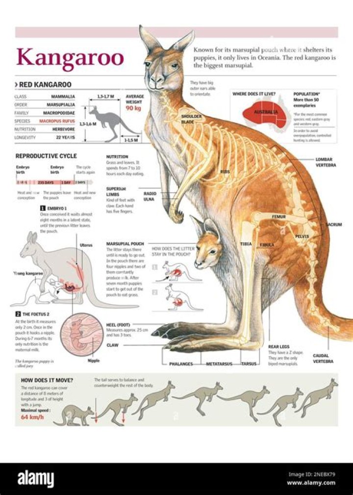What type of reproduction do kangaroos use?