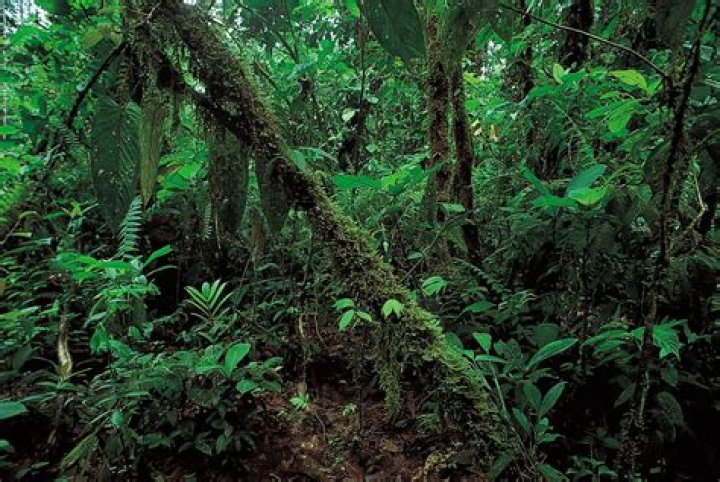 What type of vegetation is found in the tropical rainforest?