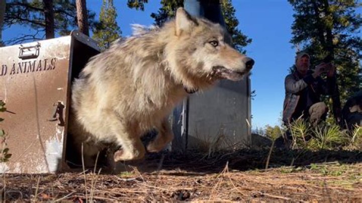 Where can I meet wolves in California?