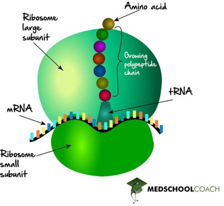 Where does mRNA Editing occur?