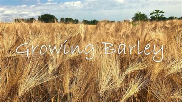 Where is barley grown in UK?