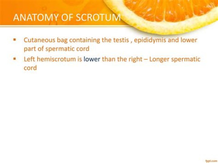 Where is the Hemiscrotum?