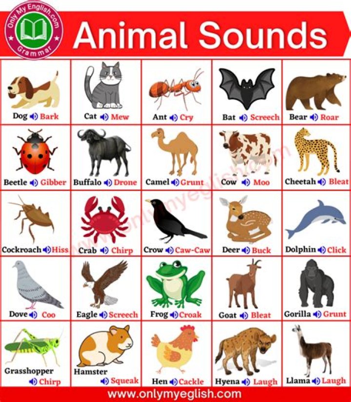 Which animal sound is moose?