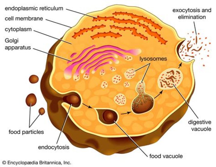 Which cells are lysosomes found in?