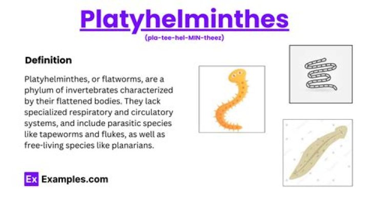 Why are platyhelminthes flat?