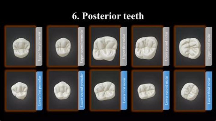Why is dental morphology important?