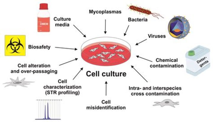 Why is streptomycin and penicillin used in cell culture?