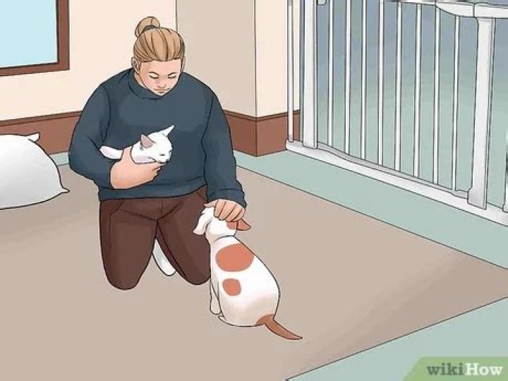 Will my cat get used to my new puppy?