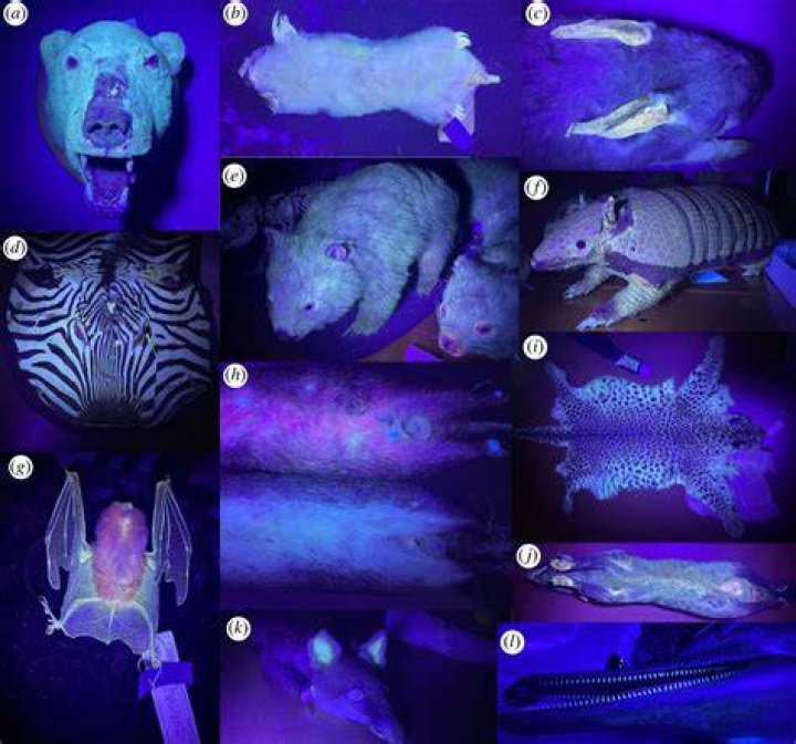 Will there be a ultraviolet 2?